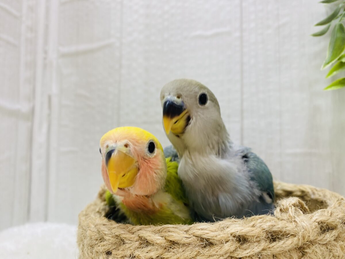 コザクラインコ（小桜インコ）