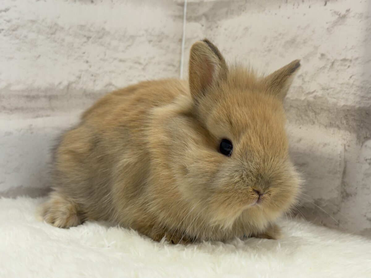 ネザーランドドワーフ