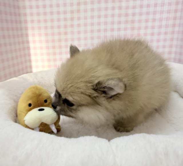 ポメラニアン