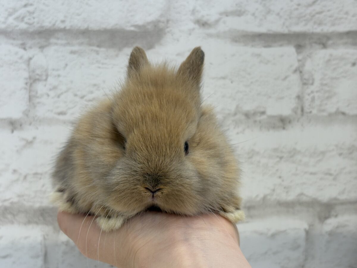 ネザーランドドワーフ