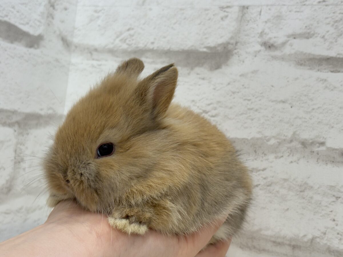 ネザーランドドワーフ