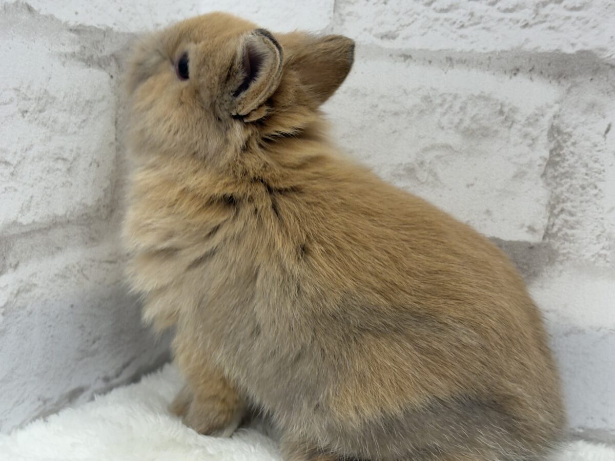 ネザーランドドワーフ