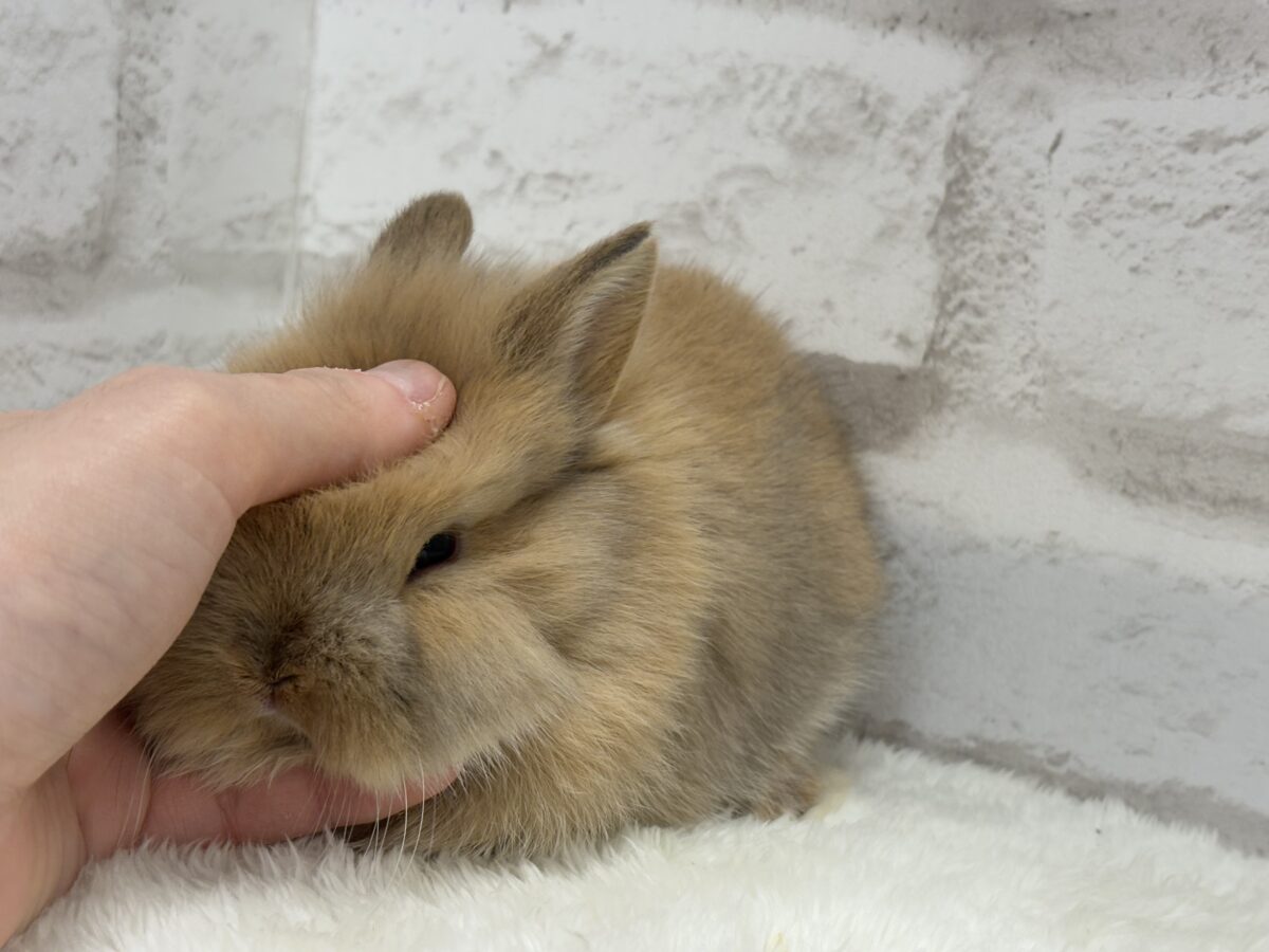 ネザーランドドワーフ