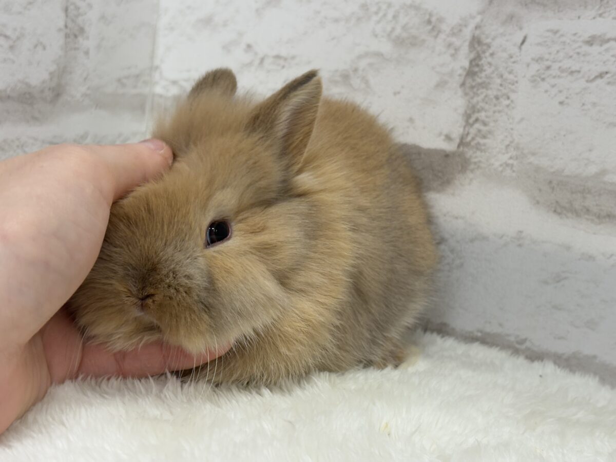 ネザーランドドワーフ