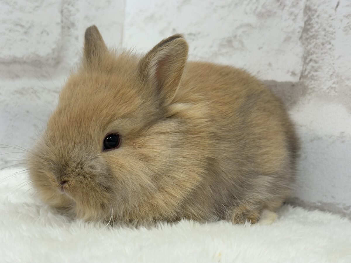 ネザーランドドワーフ