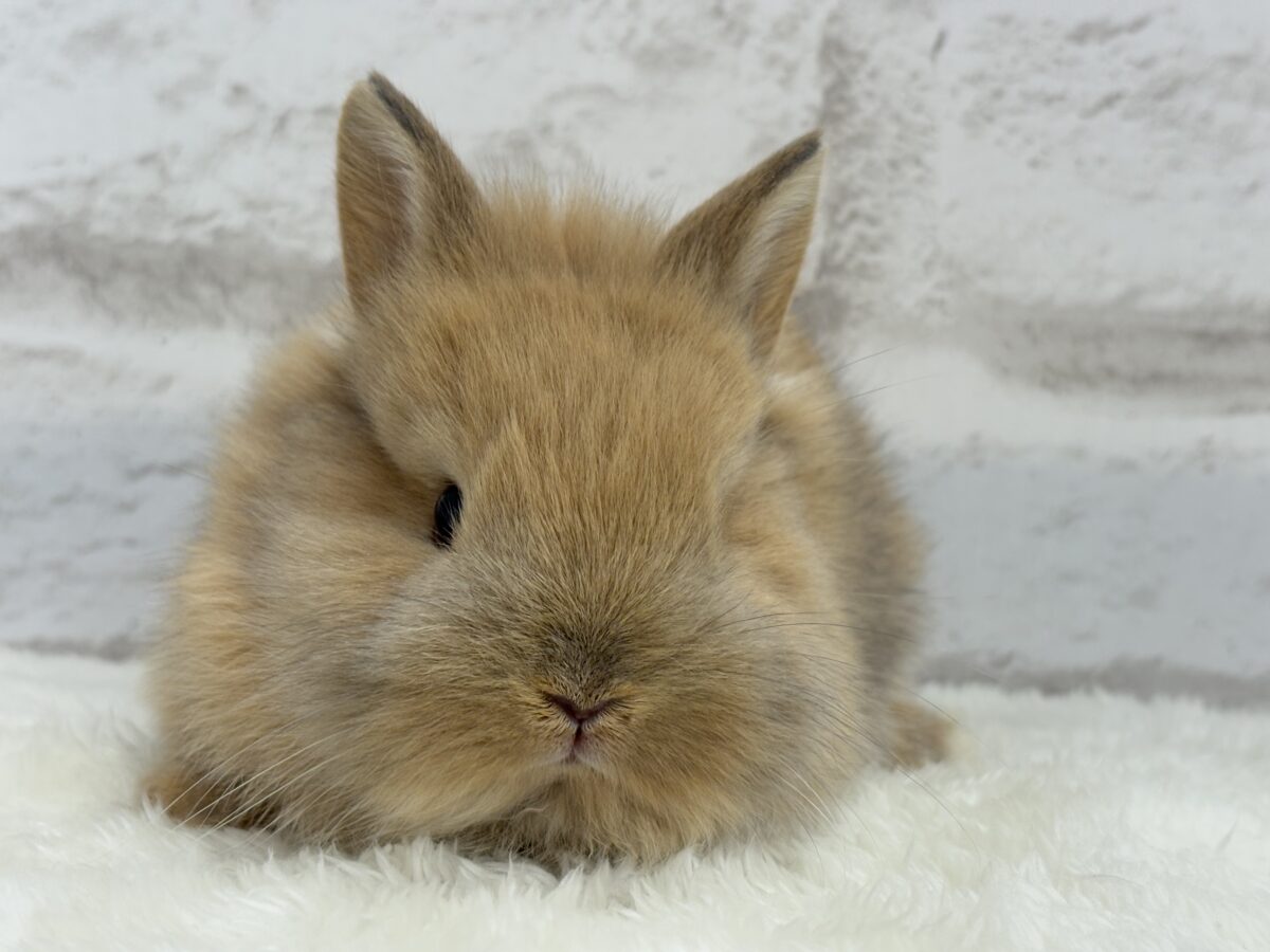 ネザーランドドワーフ