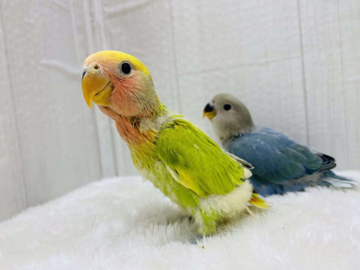 コザクラインコ（小桜インコ）
