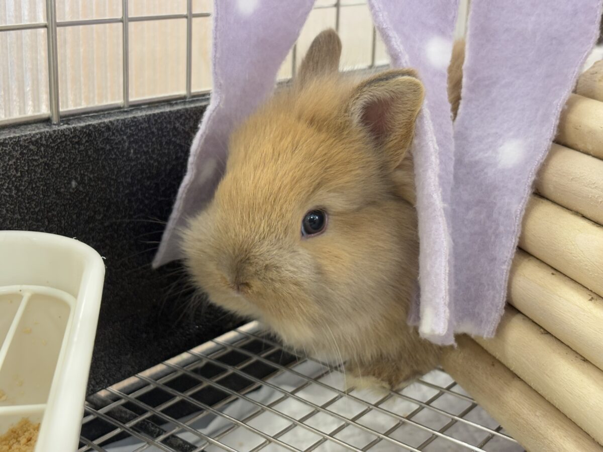 ネザーランドドワーフ