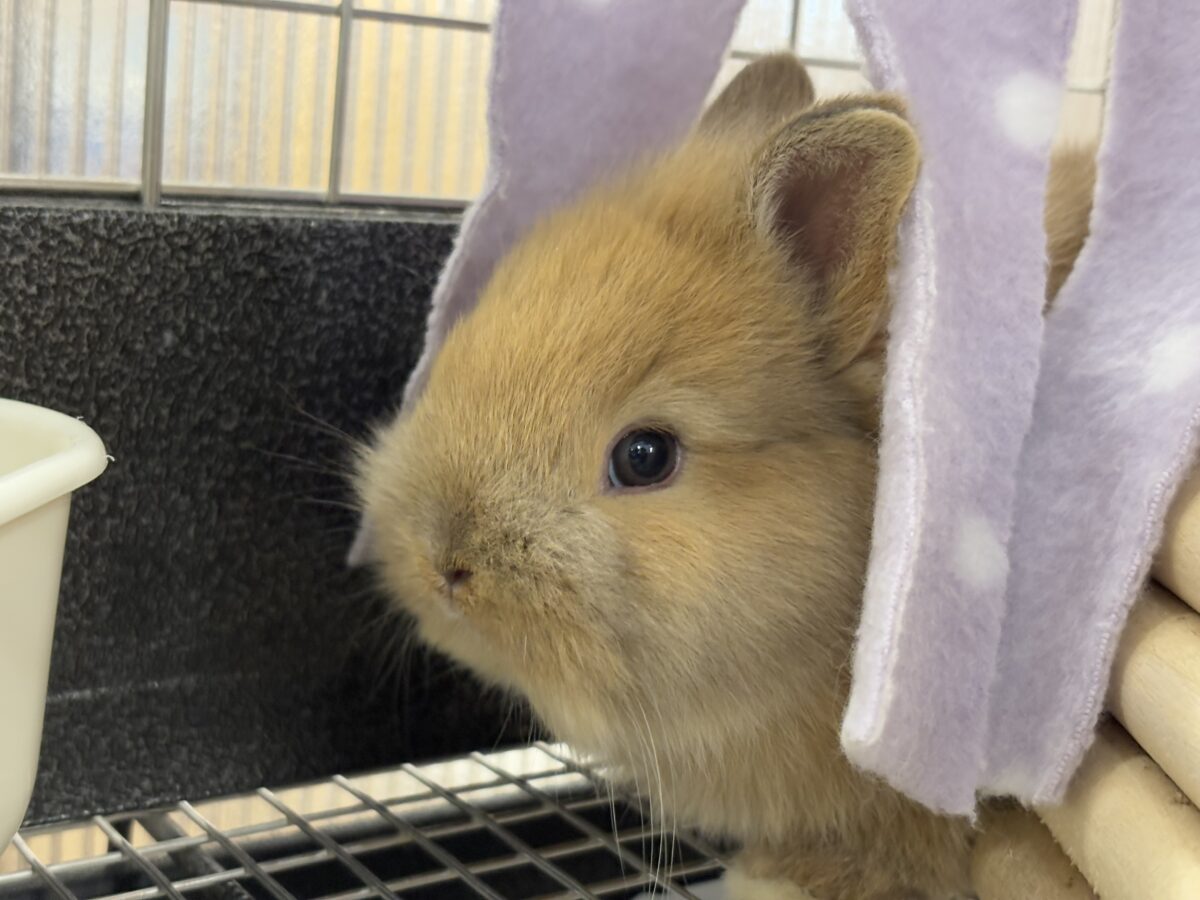 ネザーランドドワーフ