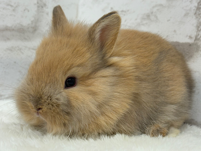 ちょいと長めの毛並みが特徴🧚‍♀️🫧ネザーランドドワーフ(オレンジ系) 男の子