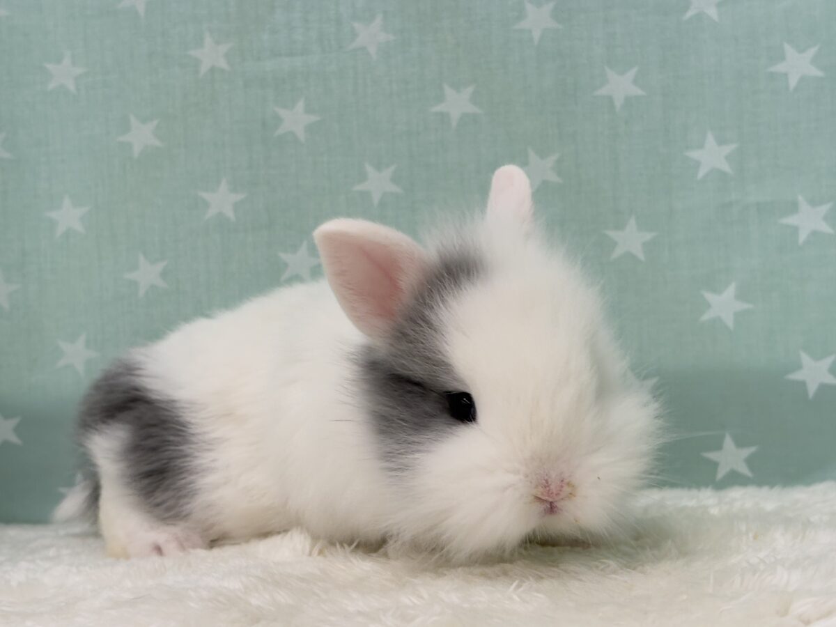 ジャージーウーリー