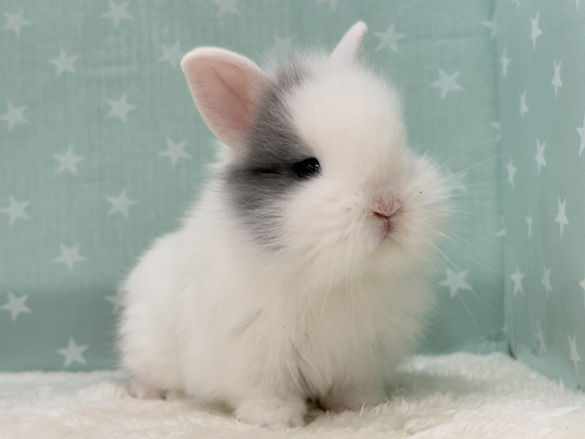 ジャージーウーリー