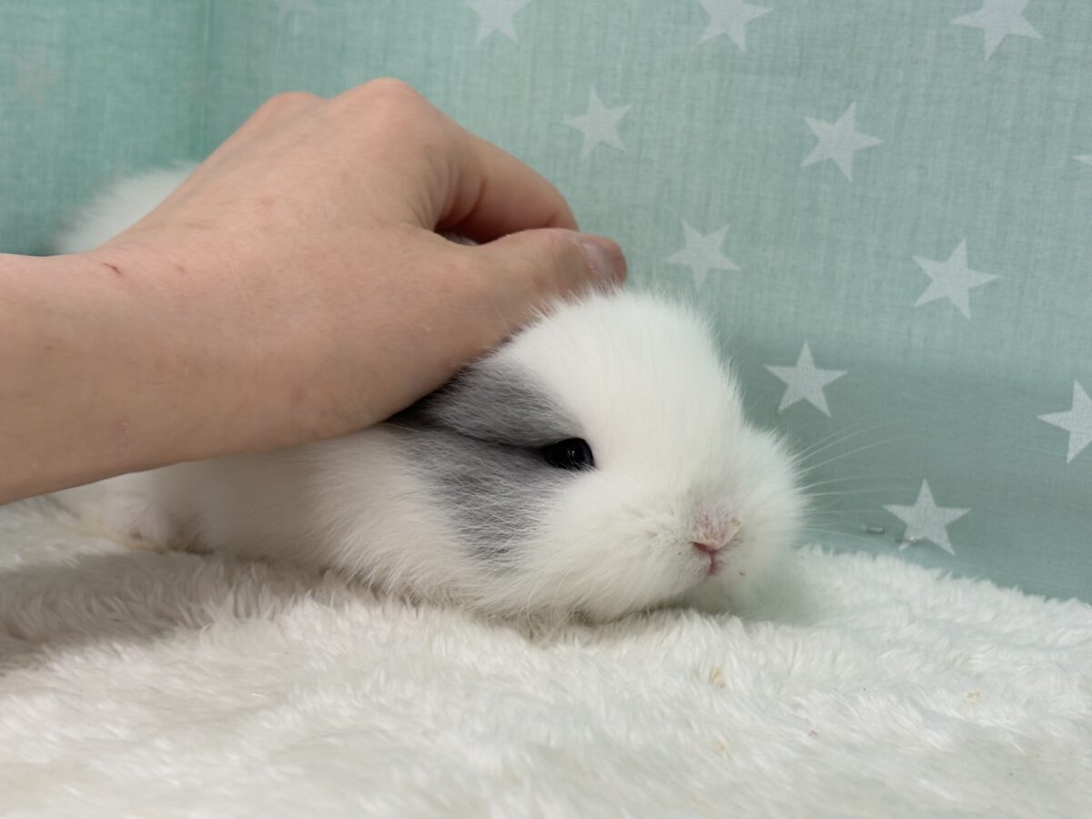 ジャージーウーリー