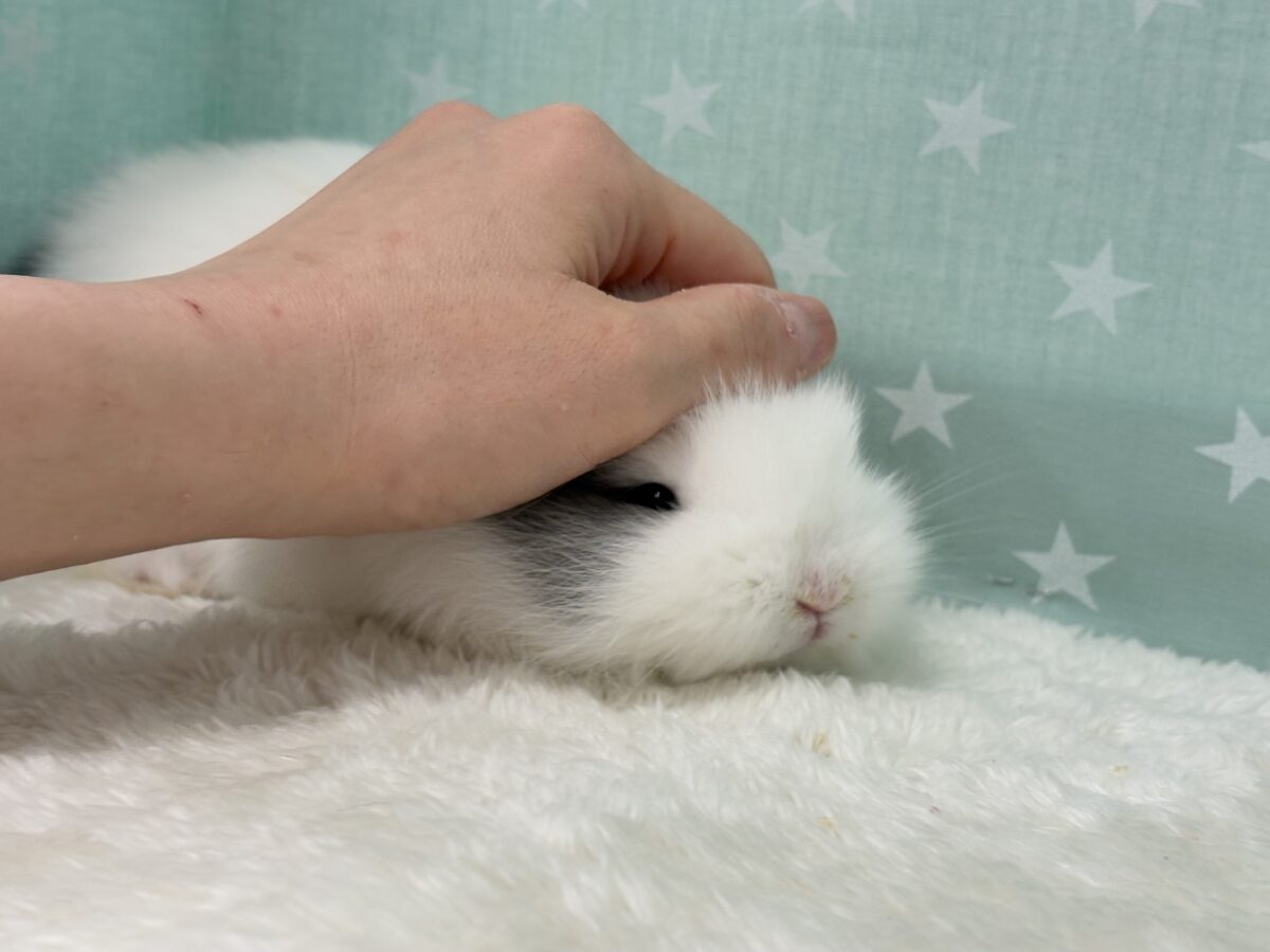 ジャージーウーリー