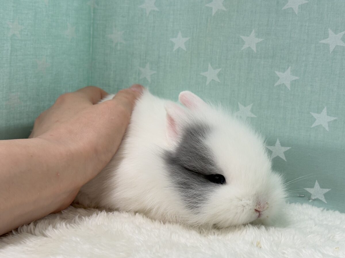 ジャージーウーリー