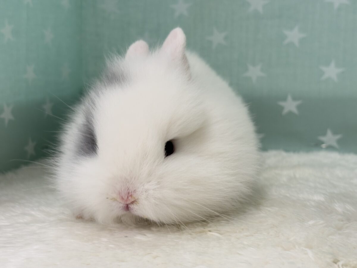 ジャージーウーリー