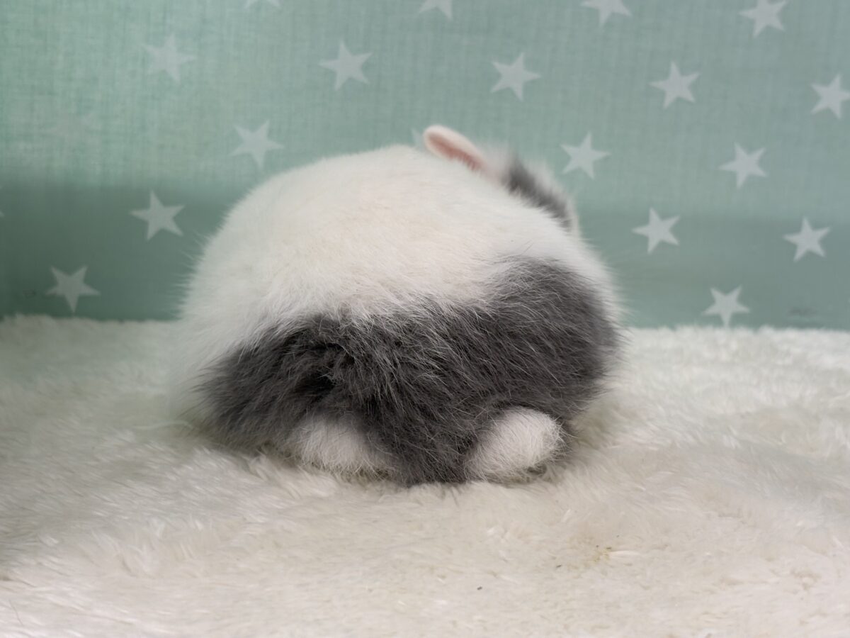 ジャージーウーリー