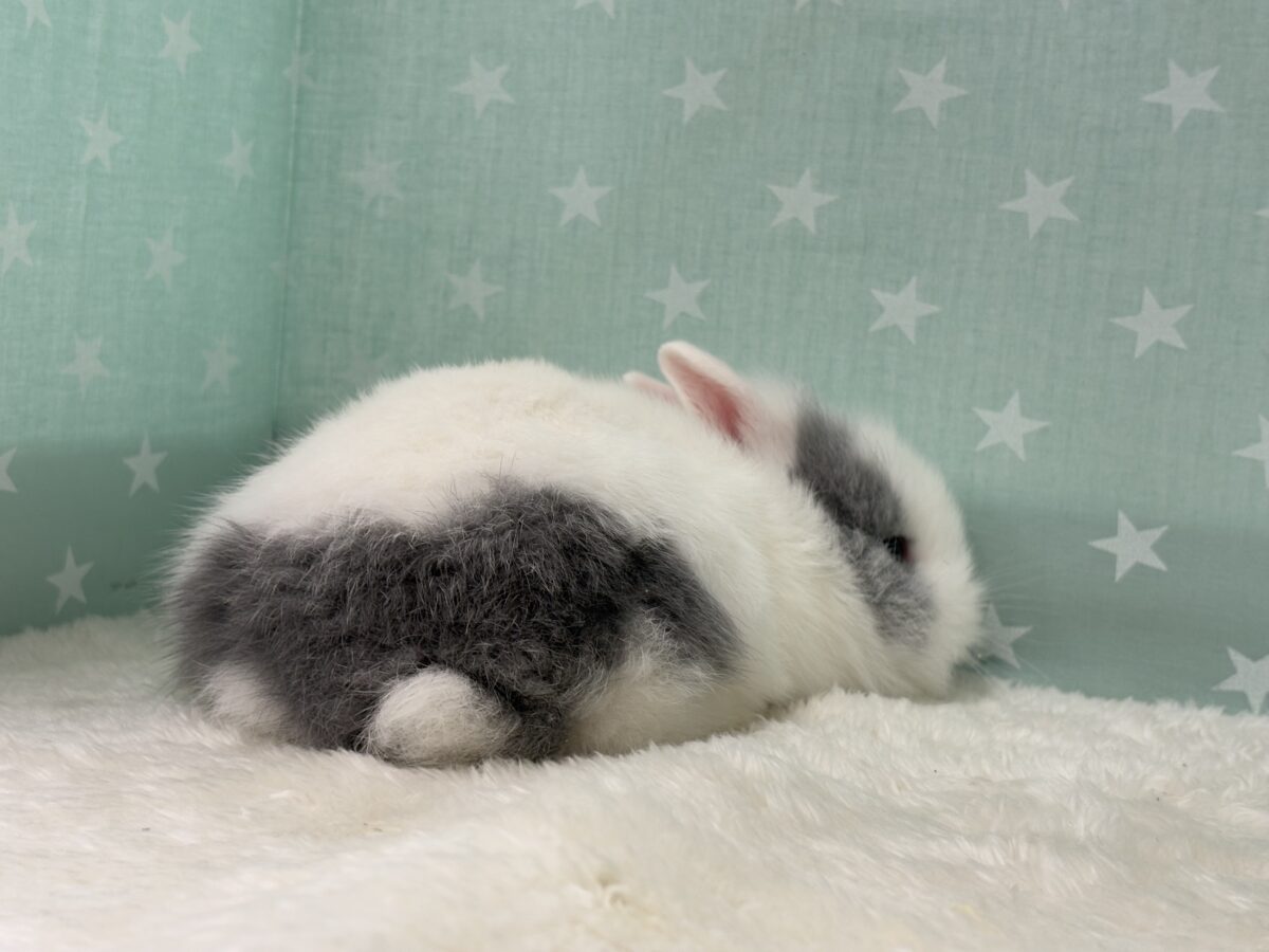 ジャージーウーリー