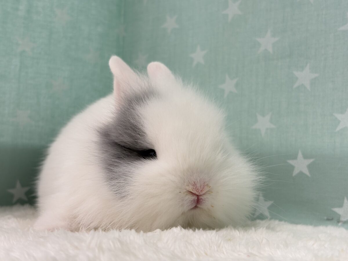 ジャージーウーリー