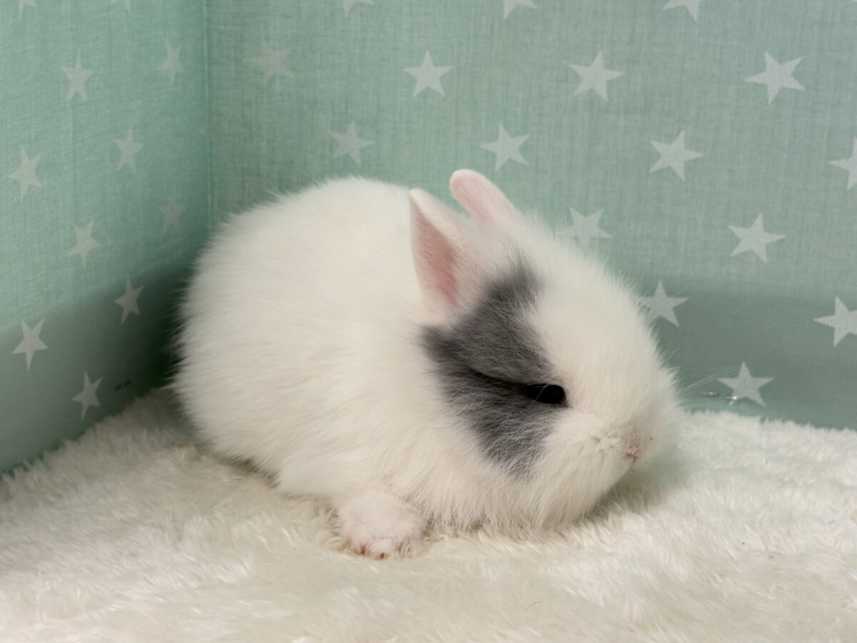 ジャージーウーリー