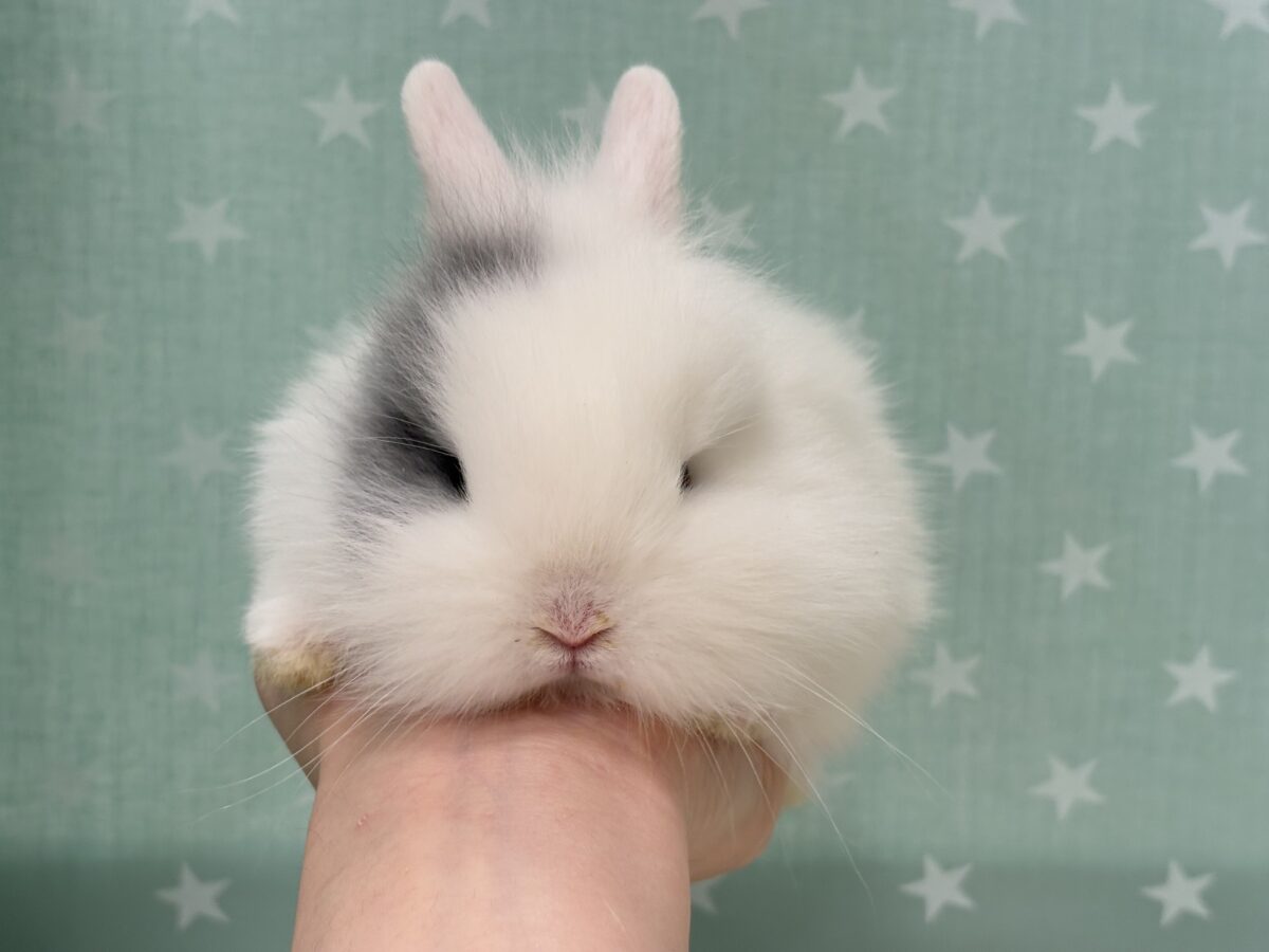 ジャージーウーリー