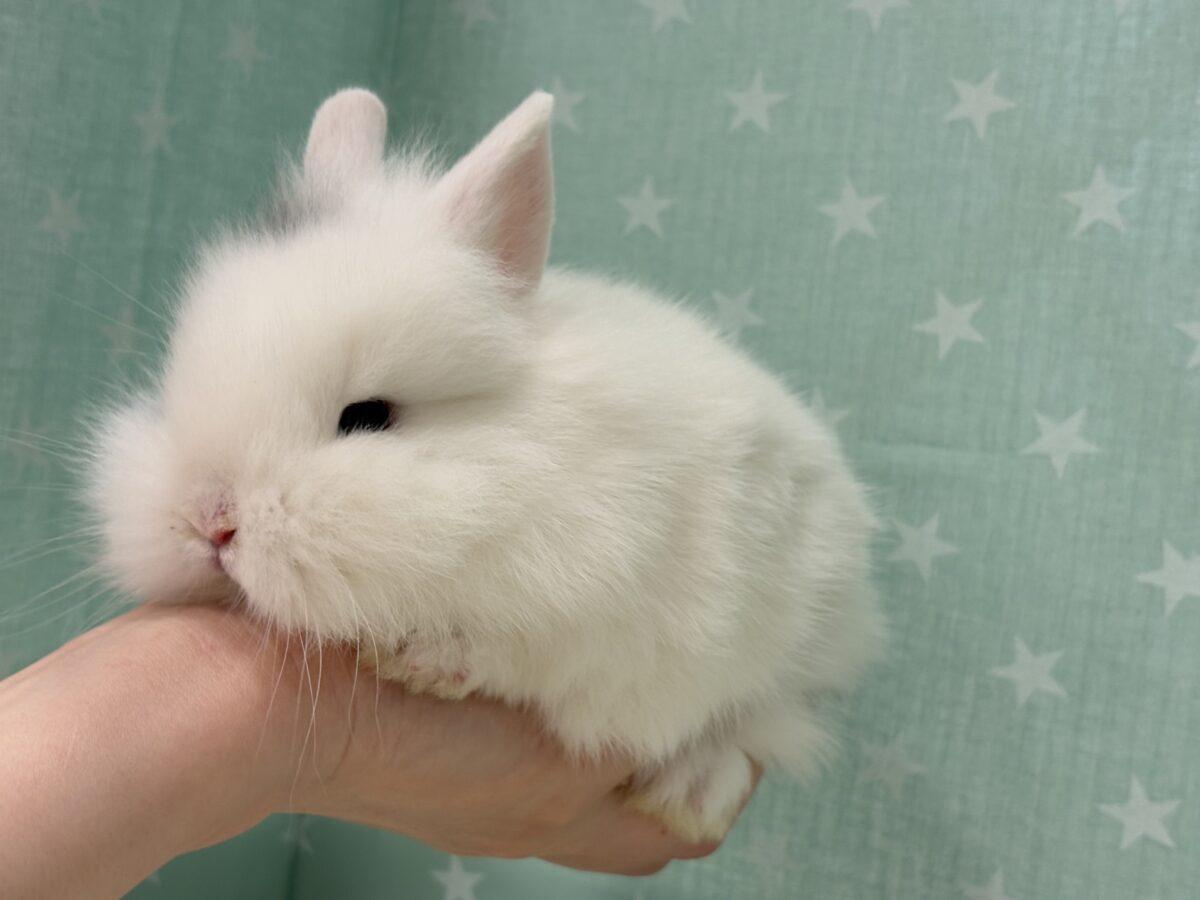 ジャージーウーリー