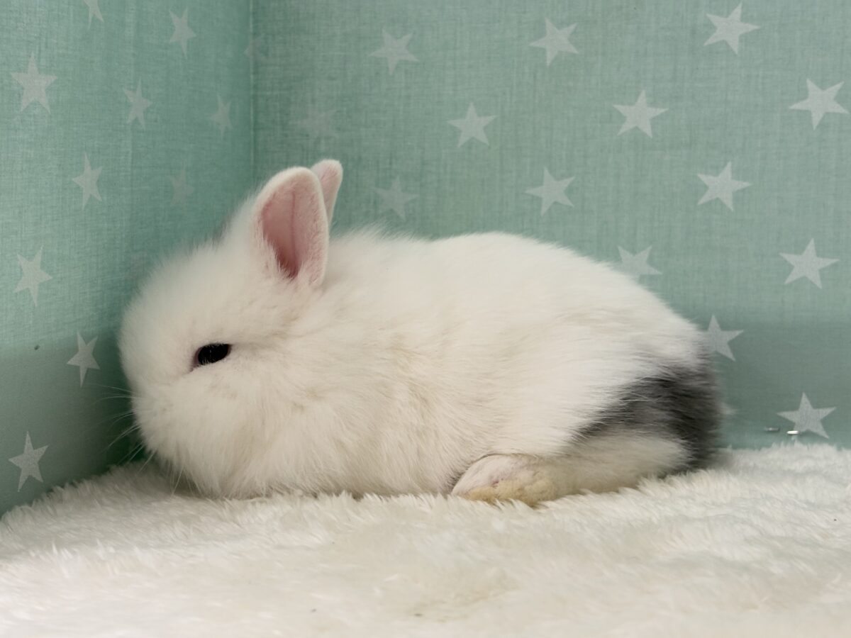 ジャージーウーリー