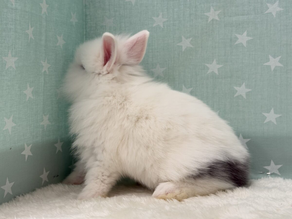 ジャージーウーリー