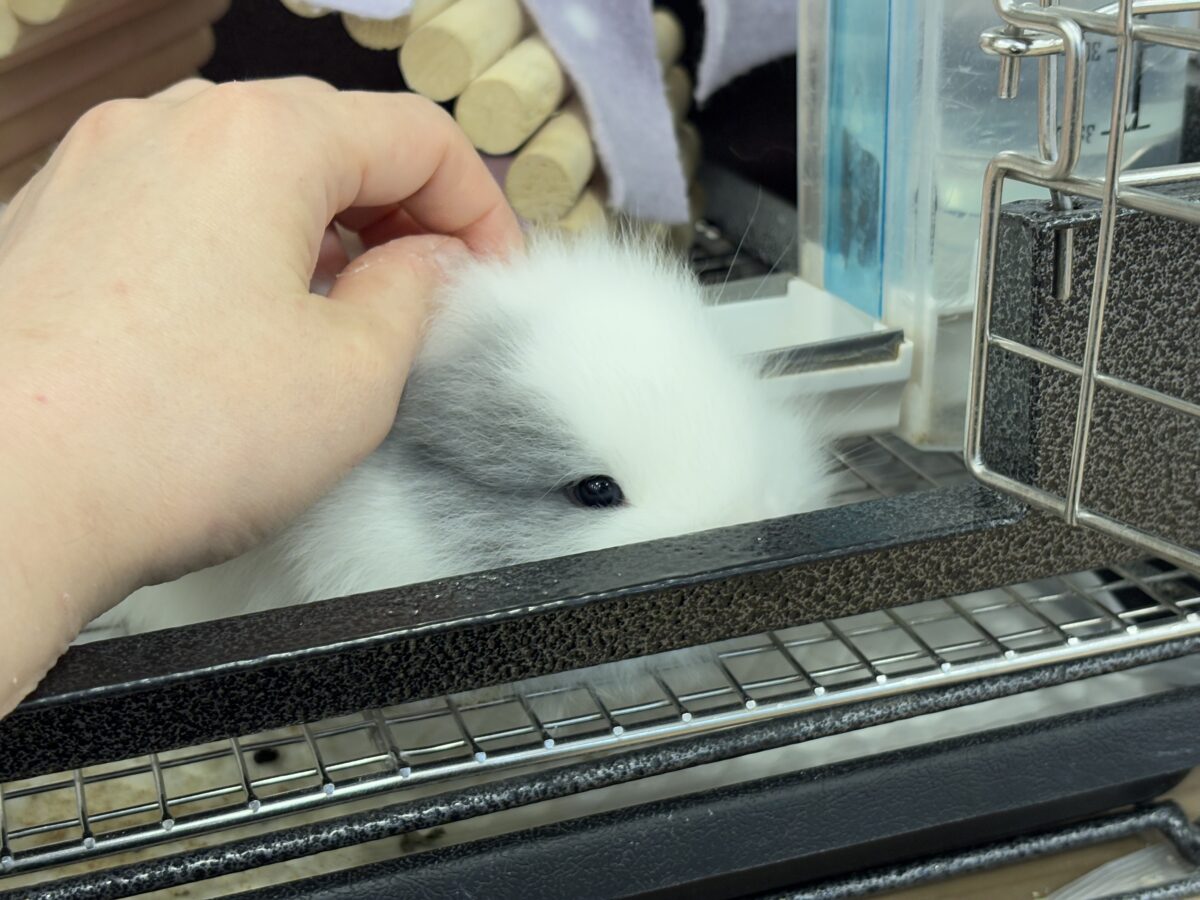 ジャージーウーリー