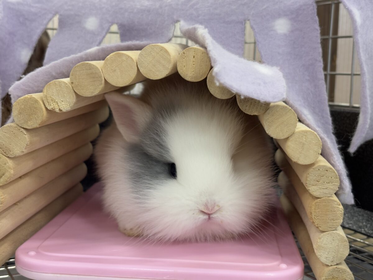 ジャージーウーリー