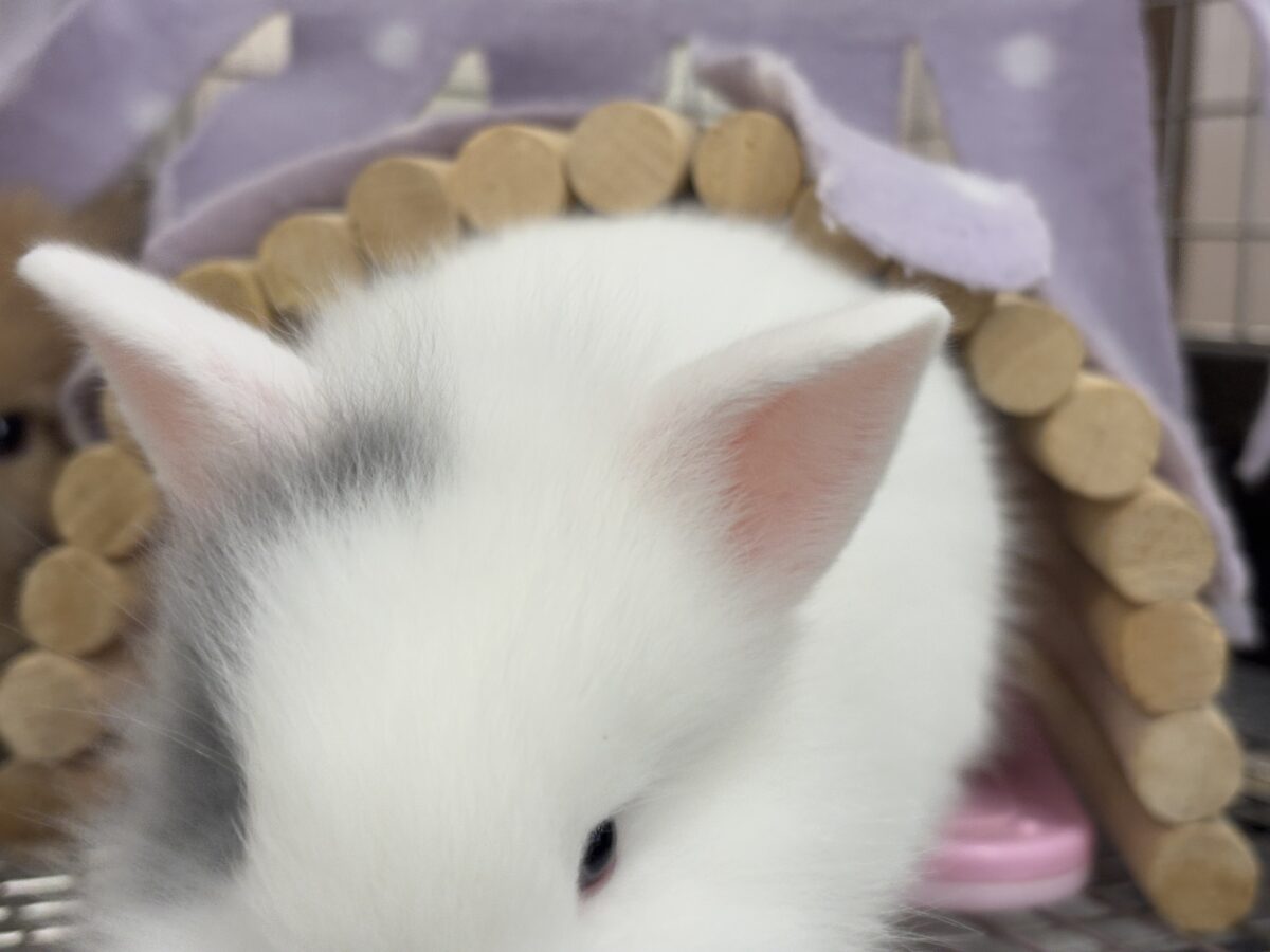 ジャージーウーリー