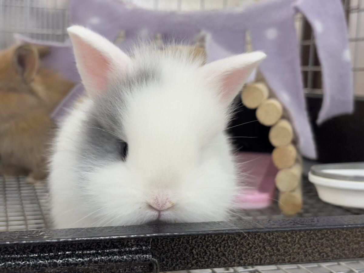 ジャージーウーリー