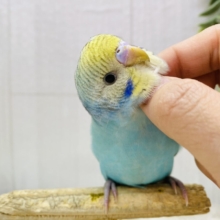 最新画像❗️🧊かき氷はブルーハワイで🩵🍧セキセイインコ（イエローフェイスオパーリン）⭐️