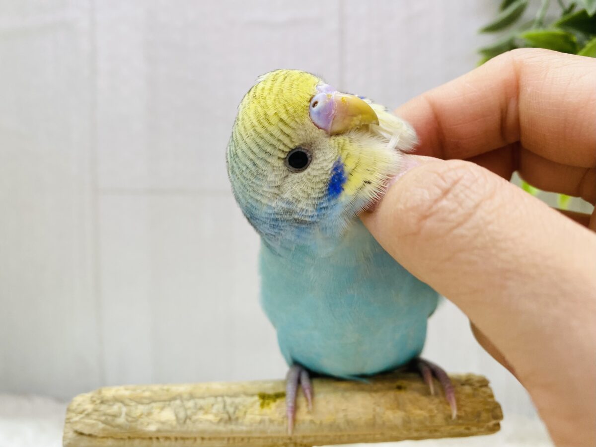 最新画像❗️🧊かき氷はブルーハワイで🩵🍧セキセイインコ（イエローフェイスオパーリン）⭐️