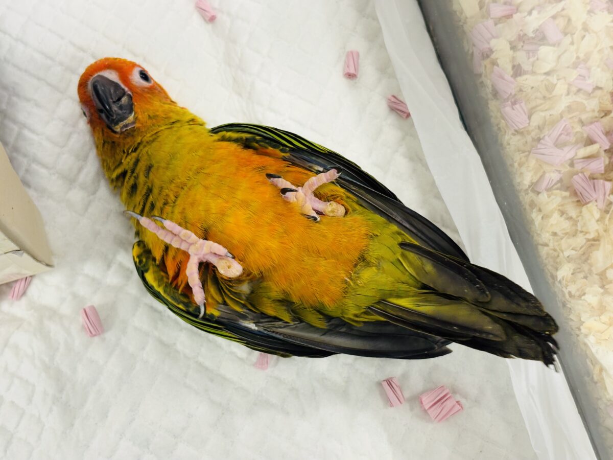 コガネメキシコインコ