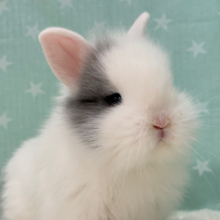 ぬいぐるみ感たっぷり🐰🫧ジャージーウーリー 男の子
