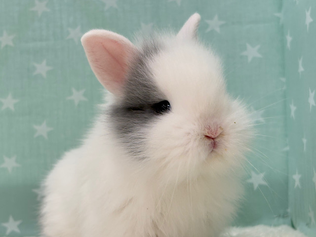 ぬいぐるみ感たっぷり🐰🫧ジャージーウーリー 男の子