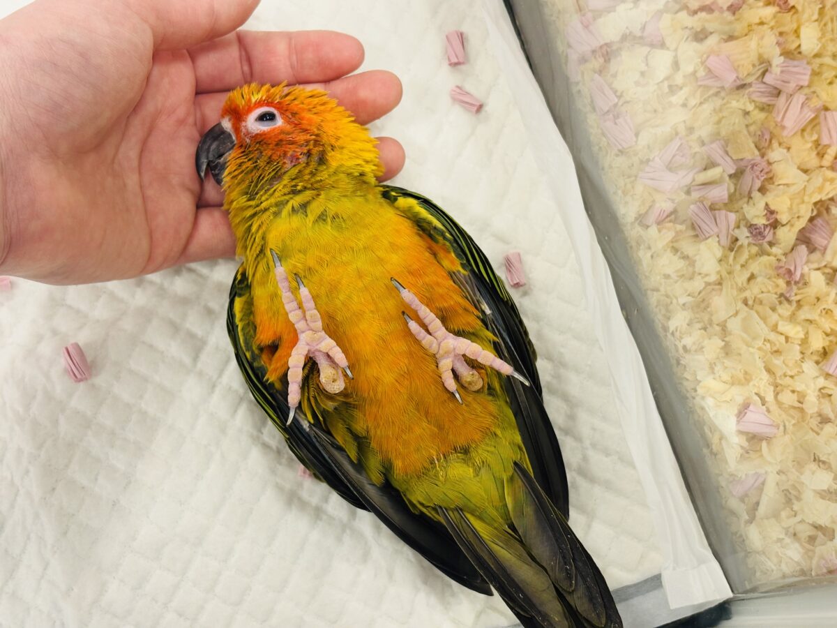 コガネメキシコインコ