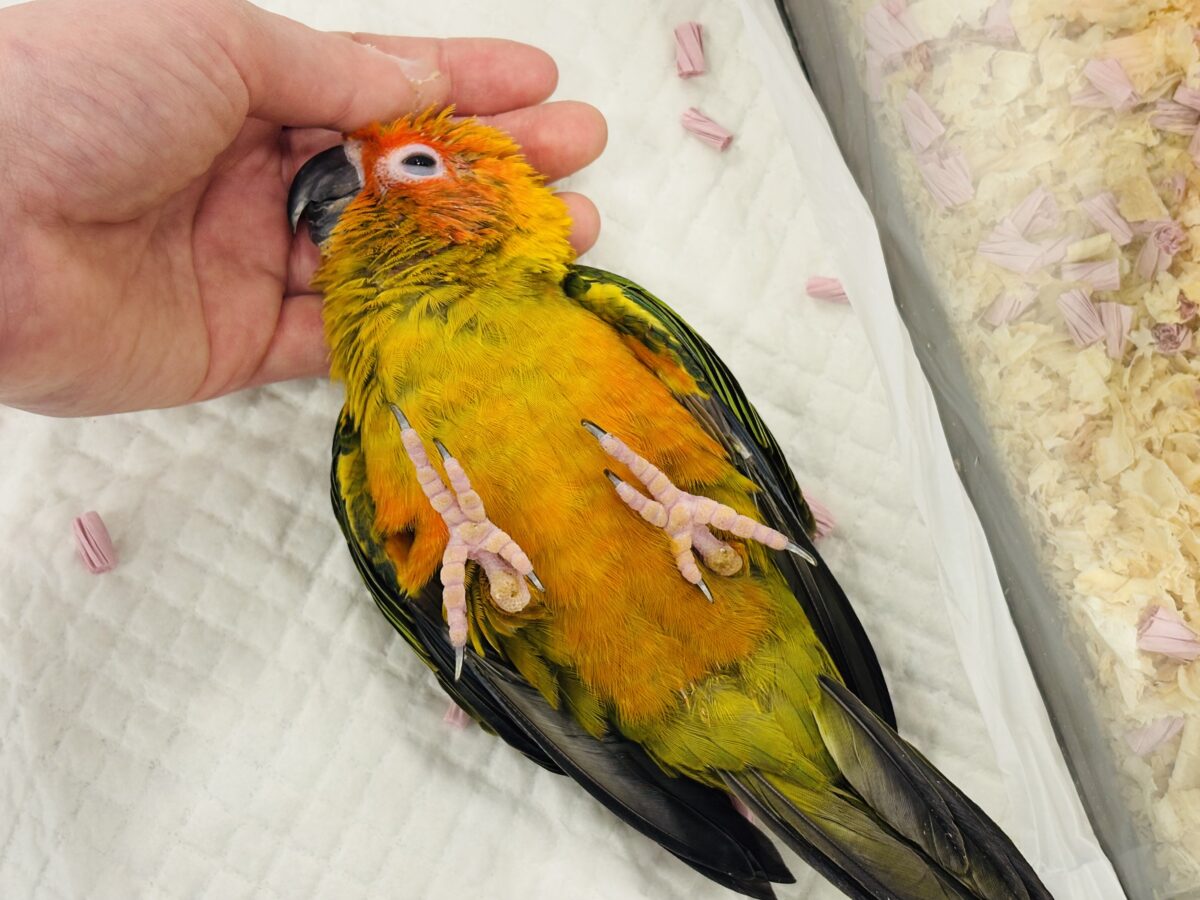 コガネメキシコインコ