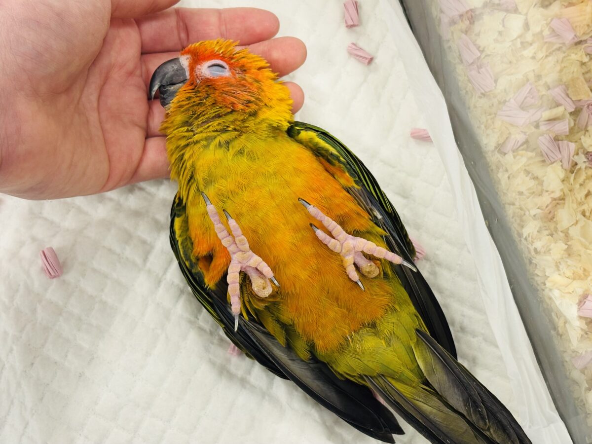 コガネメキシコインコ