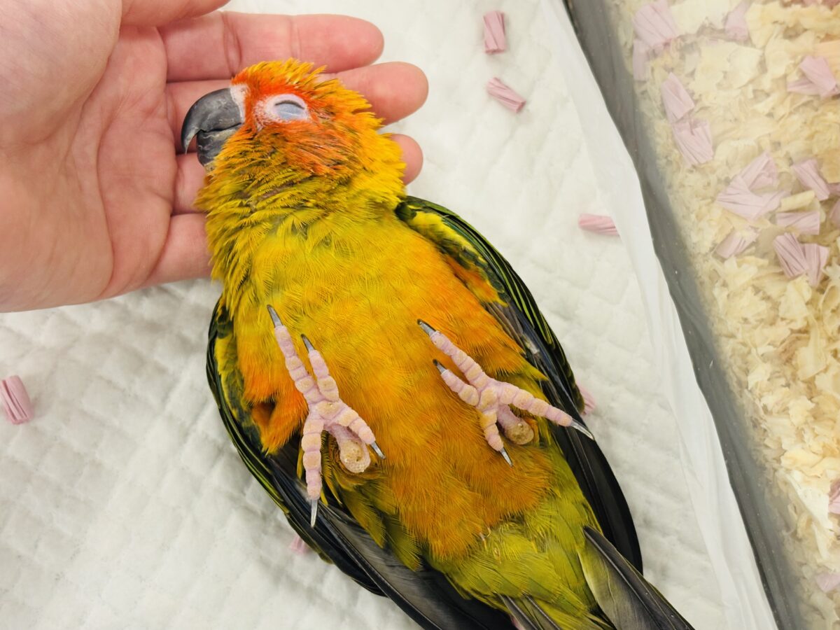 コガネメキシコインコ