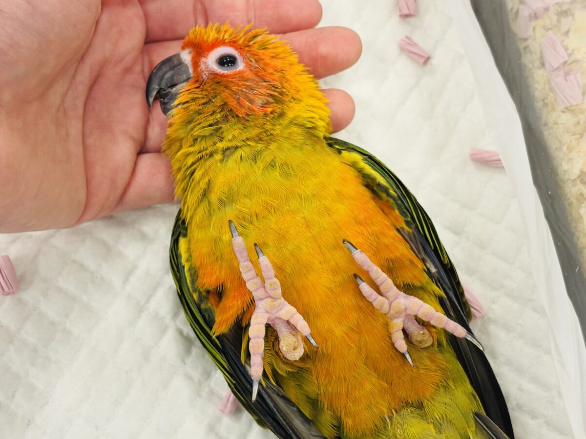 コガネメキシコインコ