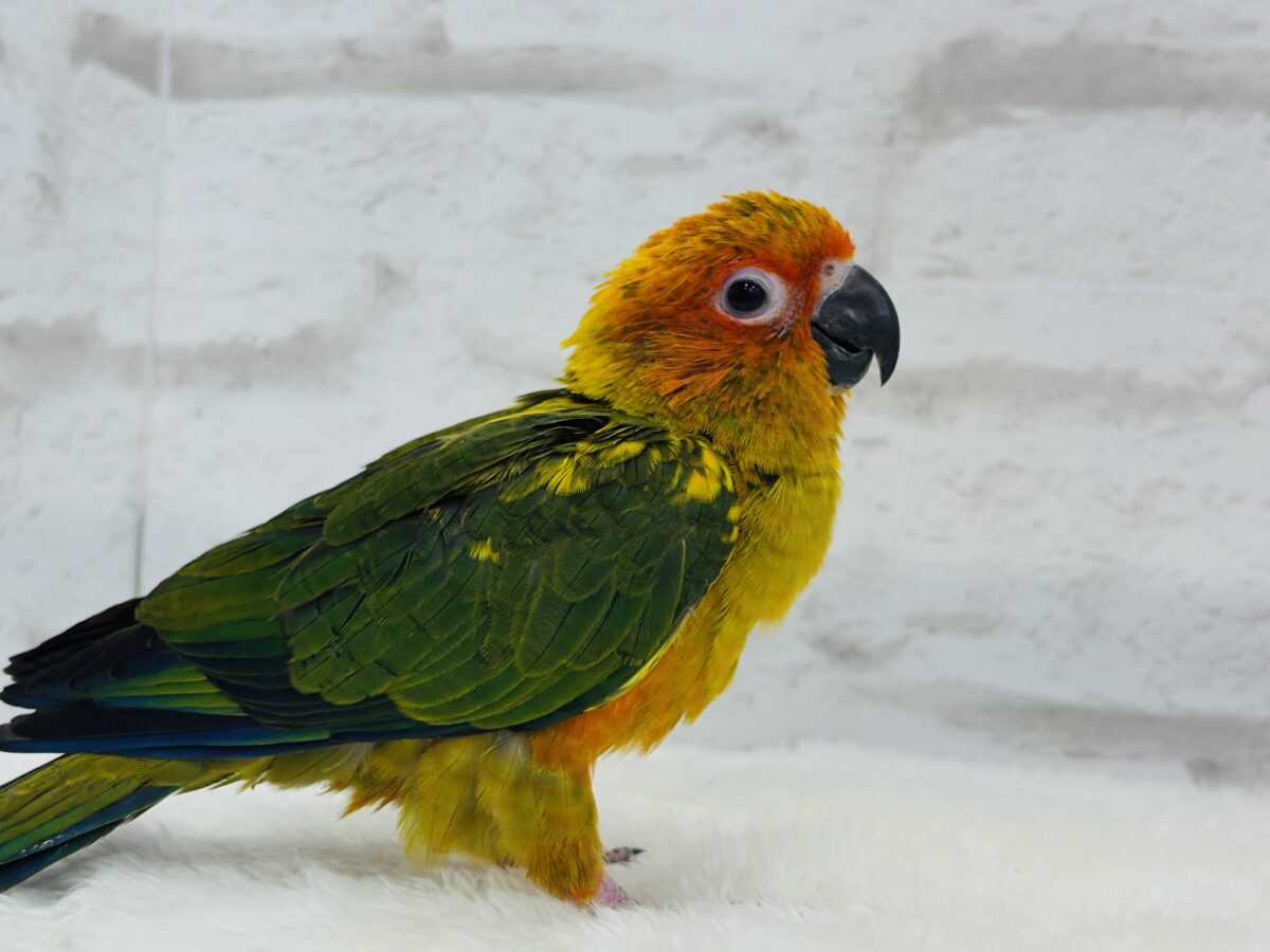 コガネメキシコインコ