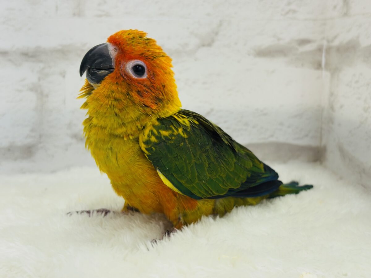 コガネメキシコインコ