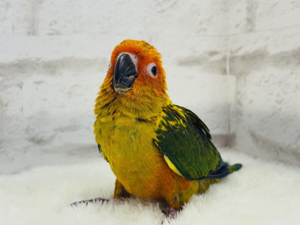 コガネメキシコインコ