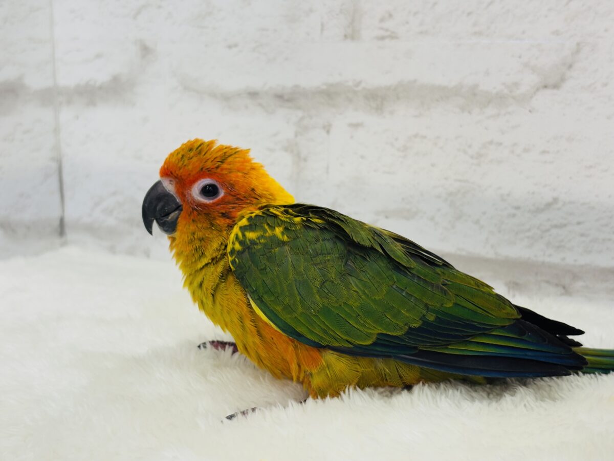 コガネメキシコインコ