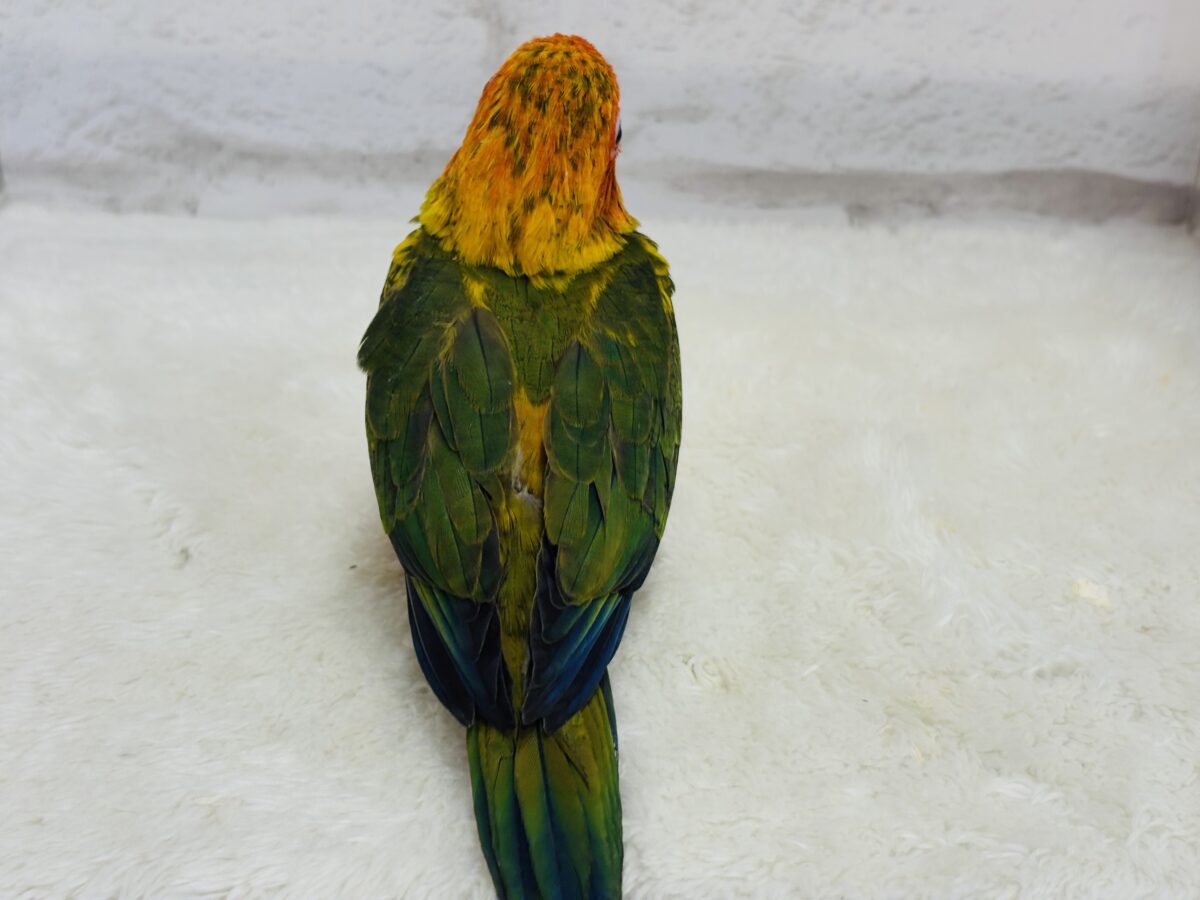 コガネメキシコインコ