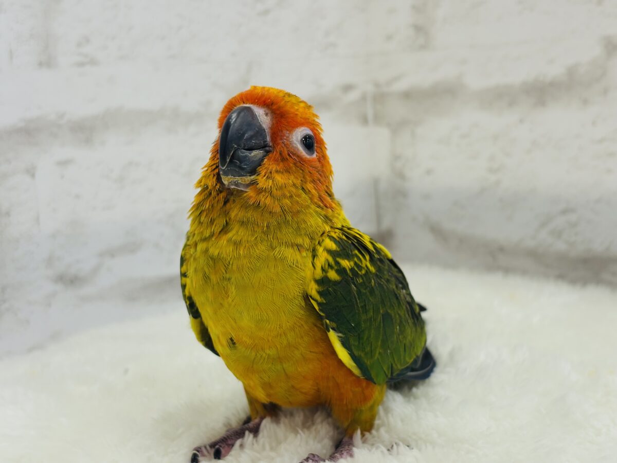 コガネメキシコインコ
