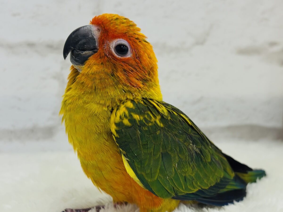 コガネメキシコインコ