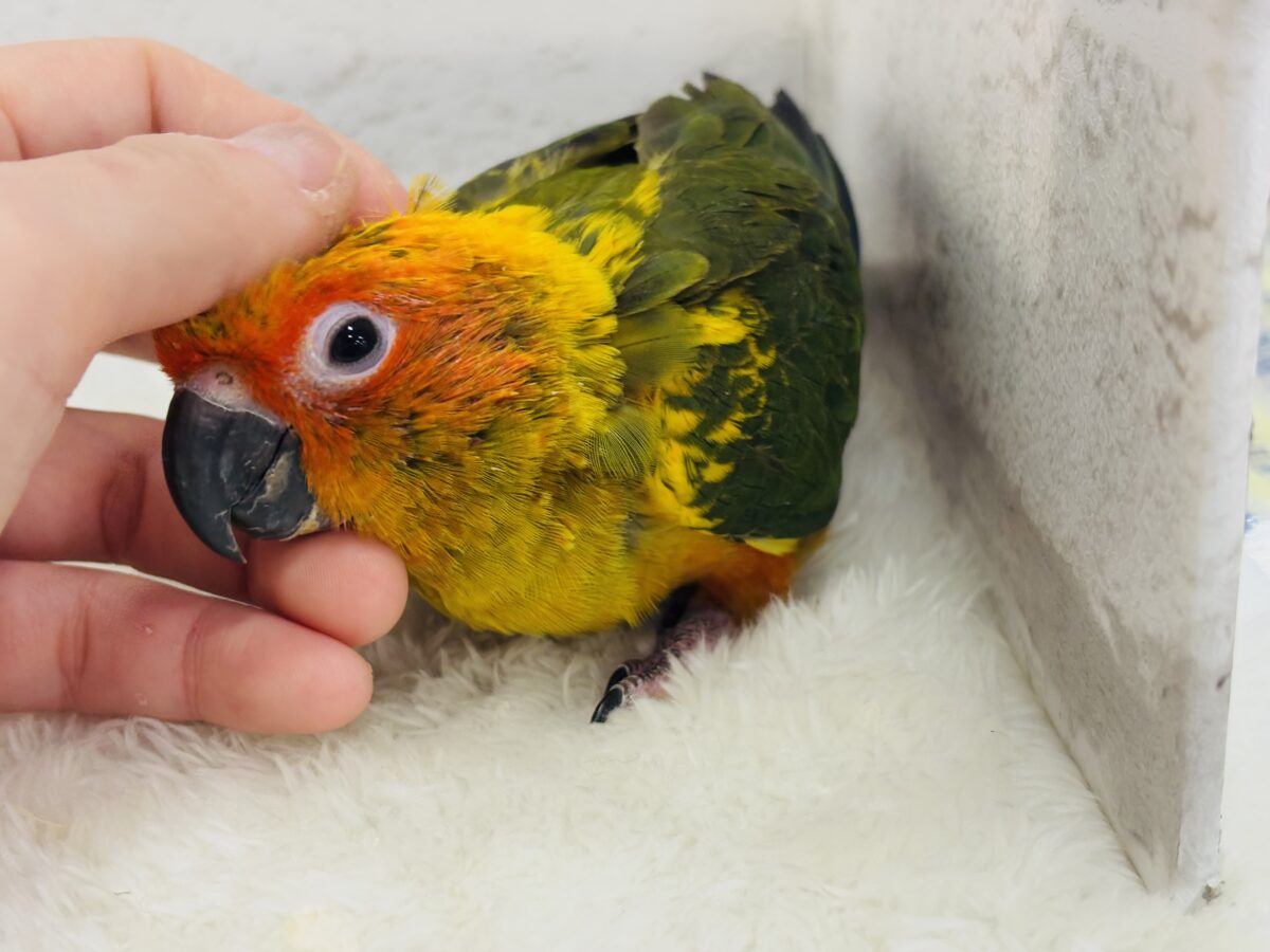 コガネメキシコインコ